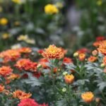 Pollinator Gardens in Charlotte, NC: Creating a Buzz-Worthy Backyard